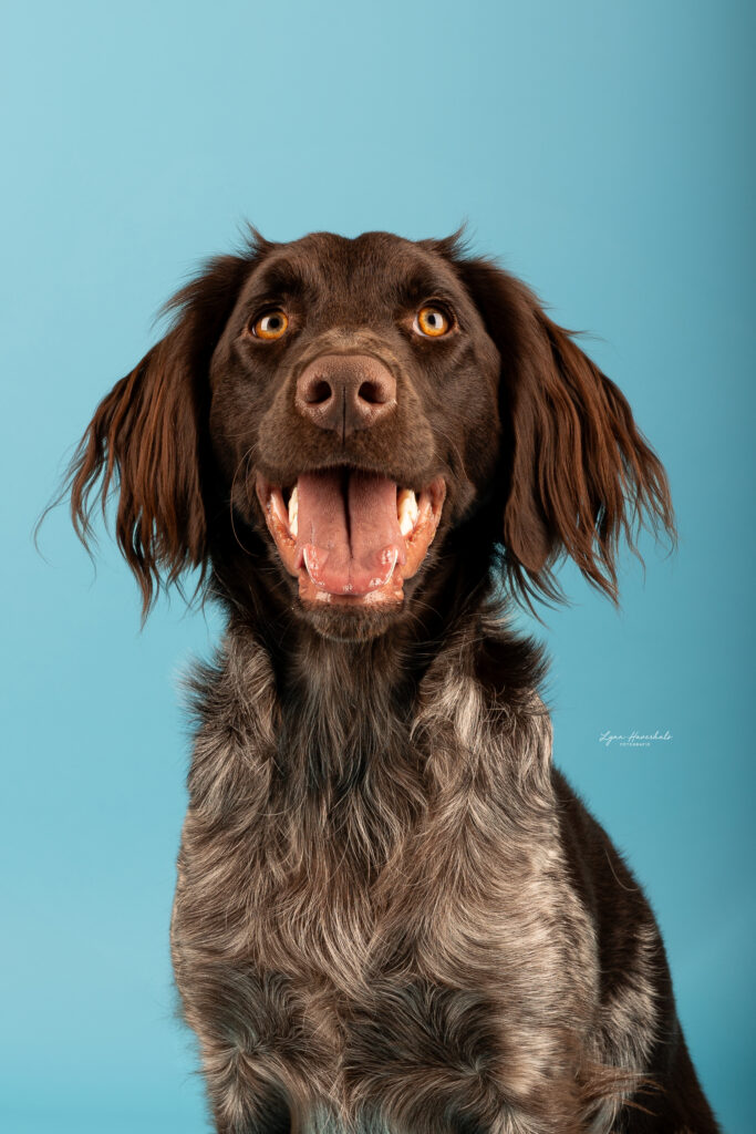 Studiofoto hond